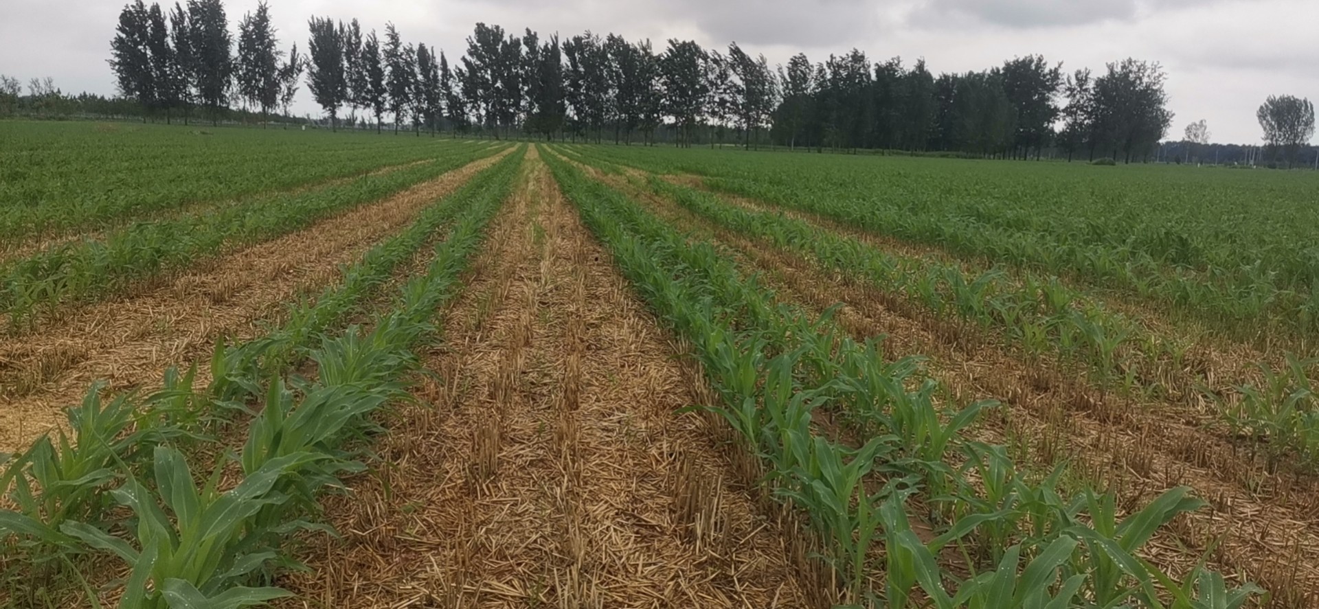 关于违规网上出售红绿橙假冒产品的声明