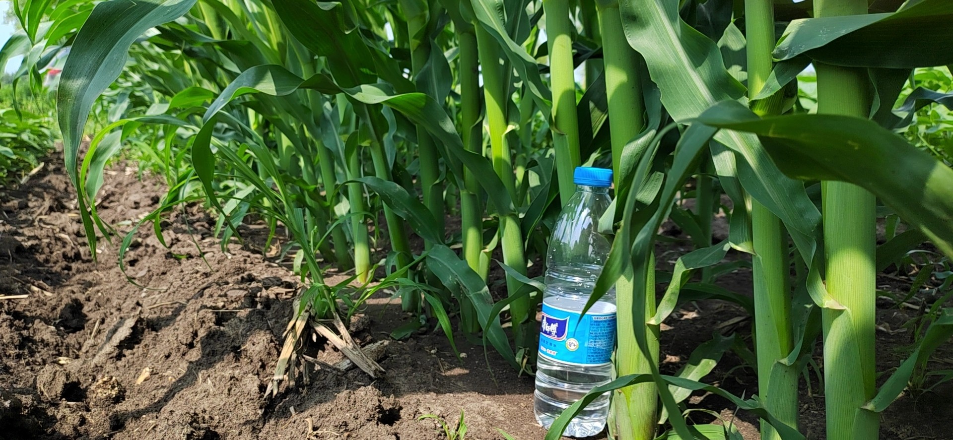 植物营养与病害防治技术