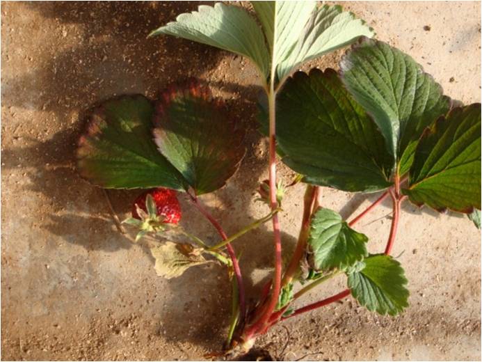 草莓红中柱根腐病